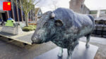 Wardenaar-stier-1