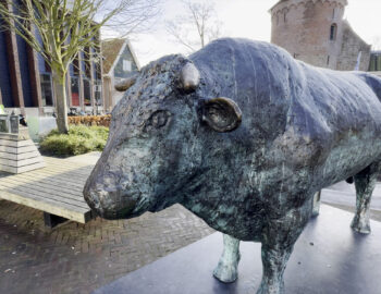 Wardenaar-stier-1
