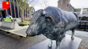 Wardenaar-stier-1